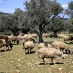 eυλογιά:-Παράνομοι-εμβολιασμοί-στη-Θεσσαλία