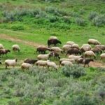 Στόχος-να-αποφευχθεί-ο-χαρακτηρισμός-της-χώρας-ως-ενδημικής