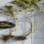 Συνελήφθη-Τρικαλινός-για-παραβάσεις-της-νομοθεσίας-περί-ναρκωτικών