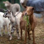 Απογραφή-αιγοπροβάτων-2025:-Ξεκίνησε-η-διαδικασία-στη-Θεσσαλία