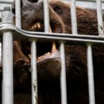 Ιαπωνία:-Στέλνει-στρατεύματα-για-να-βοηθήσει-στην-καταπολέμηση-των-θανατηφόρων-επιθέσεων-από-αρκούδες