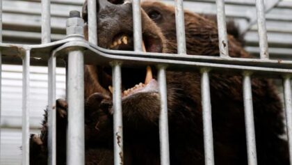 Ιαπωνία:-Στέλνει-στρατεύματα-για-να-βοηθήσει-στην-καταπολέμηση-των-θανατηφόρων-επιθέσεων-από-αρκούδες