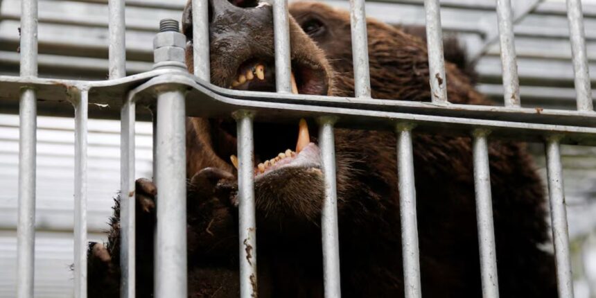 Ιαπωνία:-Στέλνει-στρατεύματα-για-να-βοηθήσει-στην-καταπολέμηση-των-θανατηφόρων-επιθέσεων-από-αρκούδες