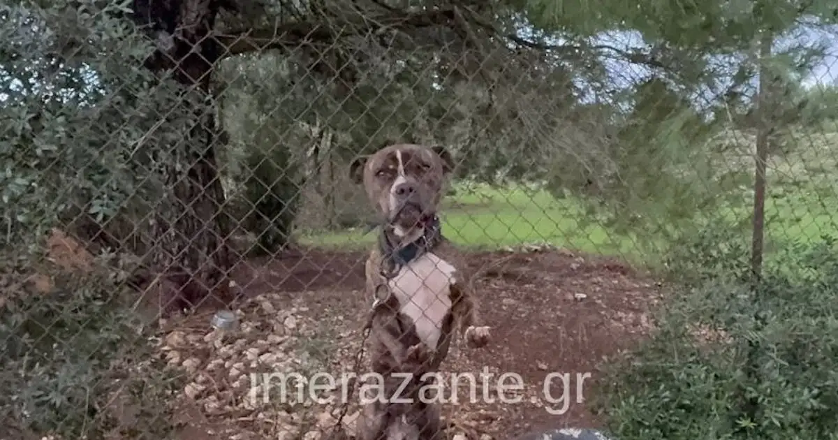 Ζάκυνθος:-Συνελήφθησαν-οι-γονείς-του-2χρονου-αγοριού-που-πέθανε-μετά-από-επίθεση-σκύλου-–-«Μου-έφαγε-το-παιδί-μου»-είπε-συντετριμμένος-ο-πατέρας