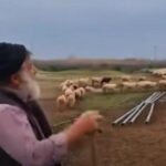 Συγκλονιστική-εικόνα-με-τον-έλληνα-κτηνοτρόφο-που-του-θανάτωσαν-το-κοπάδι-Ραγίζει-καρδιές