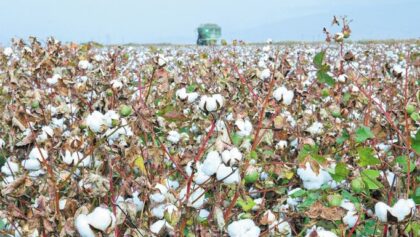 Στο-επίκεντρο-η-επόμενη-ημέρα-του-βαμβακιού