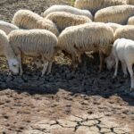 Φόβοι-για-νέα-έκρηξη-ευλογιάς-των-αιγοπροβάτων