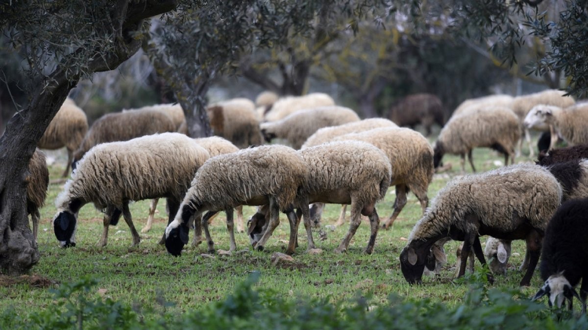 Η-Θεσσαλία-χωρίς-κρούσμα-ευλογιάς-το-τελευταίο-εικοσαήμερο