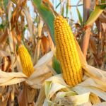 Μέχρι-και-20%-παραπάνω-σε-εκτάσεις-το-καλαμπόκι