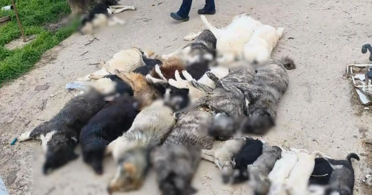 Χαλκιδική:-Κτηνωδία-με-μαζική-θανάτωση-σκύλων,-τους-έδωσαν-δηλητηριασμένα-δολώματα