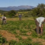44,77-εκατ.-ευρώ-σε-208-ομάδες-παραγωγών