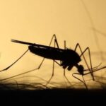 Άρχισε-ο-«πόλεμος»-με-τα-κουνούπια-στη-Θεσσαλία