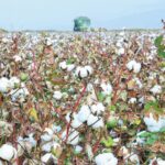 Ποιο-σύστημα-γραμμών-σποράς-είναι-πιο-πρακτικό