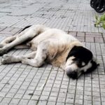 Βόλος:-Ένοχος-ξανά-ο-39χρονος-για-τη-θανάτωση-αδέσποτων-–-Η-ποινή-που-επέβαλε-το-Εφετείο