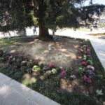 Άλλαξε-όψη-η-κεντρική-πλατεία:-Φυτεύτηκαν-λουλούδια-γύρω-από-ένα-δέντρο