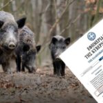 Από-τον-Δ.-Πύλης…Έκτακτη-ανακοίνωση-για-δίωξη-αγριόχοιρων-σε-Φήκη-και-Πιαλεία-–-Οδηγίες-ασφαλείας-προς-τους-πολίτες
