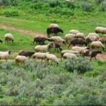 Σε-λειτουργία-η-πλατφόρμα-για-τους-ηλεκτρονικούς-βώλους