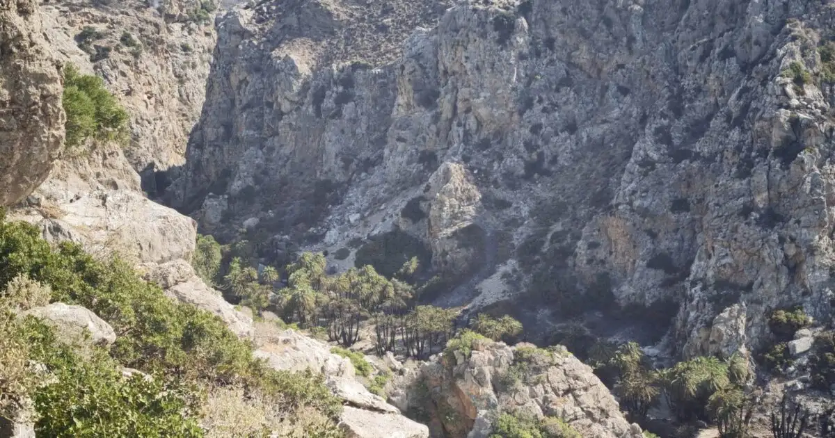 Φωτιά-στο-Ρέθυμνο:-Περιορισμένες-οι-ζημιές-στο-Φοινικόδασος-του-Πρέβελη