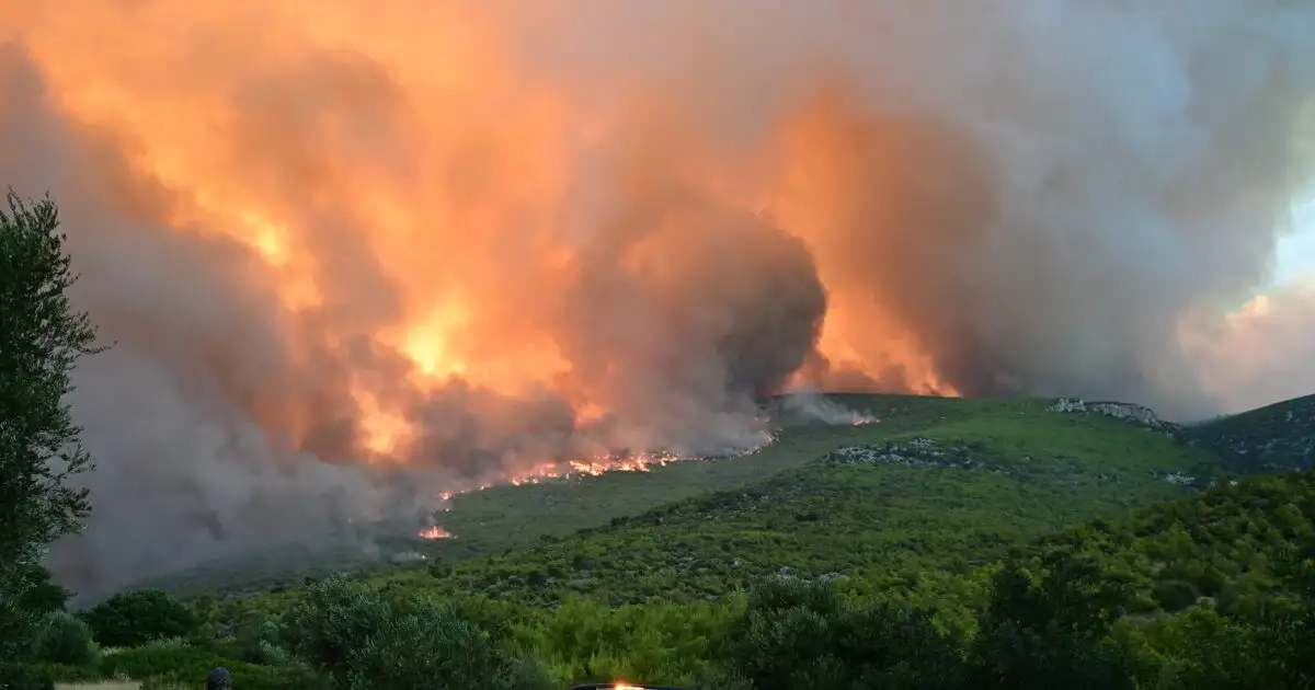 Εθελοντές-φροντίζουν-σκυλάκι-στη-μεγάλη-φωτιά-στο-Πόρτο-Γερμενό