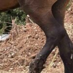 Τραυματισμένο-άλογο-εντοπίστηκε-εγκαταλελειμμένο-στην-περιοχή-του-Κακοπλευρίου