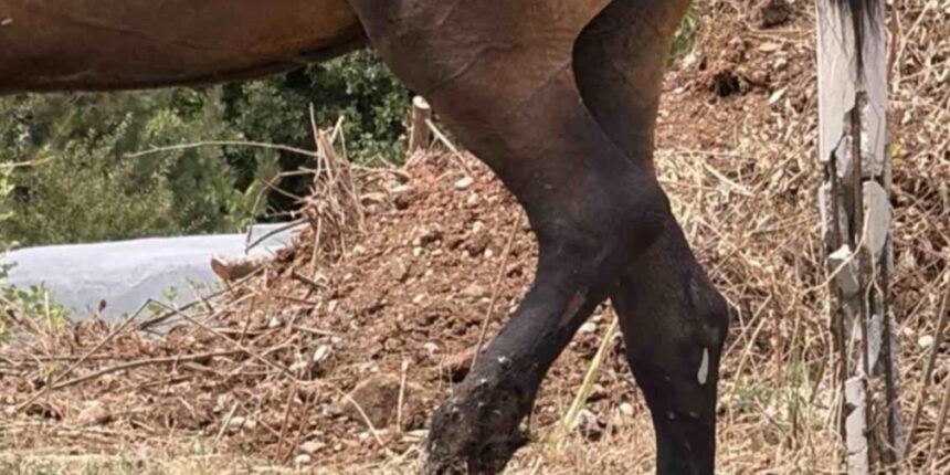 Τραυματισμένο-άλογο-εντοπίστηκε-εγκαταλελειμμένο-στην-περιοχή-του-Κακοπλευρίου