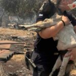 «Όταν-το-καθήκον-συναντά-την-ανθρωπιά»:-Αστυνομικός-σώζει-κατσικάκι-από-τις-φλόγες