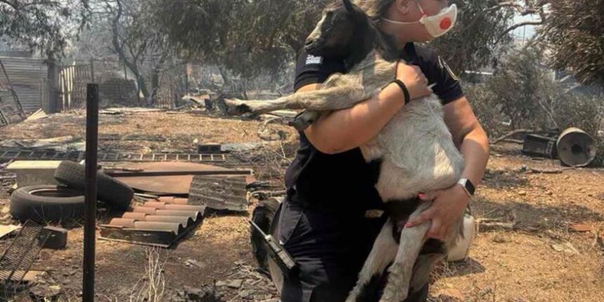 «Όταν-το-καθήκον-συναντά-την-ανθρωπιά»:-Αστυνομικός-σώζει-κατσικάκι-από-τις-φλόγες