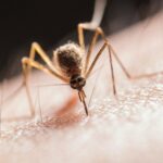 Νοσοκομείο-Τρικάλων:-Δράση-για-τον-Ιό-Δυτικού-Νείλου