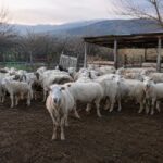 Τρίκαλα:-Νεκρά-πρόβατα-στον-Λόγγο-–-Ανησυχία-στα-χωριά