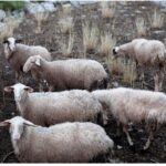 75.180-ευρώ-για-370-ζώα-που-θανατώθηκαν-λόγω-ευλογιάς