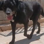 Εγκατάλειψη-αντί-για-τιμές:-Ο-ήρωας-σκύλος-της-ΕΛΑΣ-που-κατέληξε-σε-κυνοκομείο-και-η-έκκληση-για-υιοθεσία