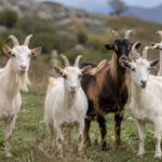 Πανώλη:-Καταγγελία-για-email-που-«κόβει»-αποζημιώσεις