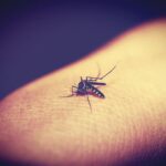rapid-tests-για-τον-ιό-Δυτικού-Νείλου-μετά-την-έξαρση-των-κρουσμάτων