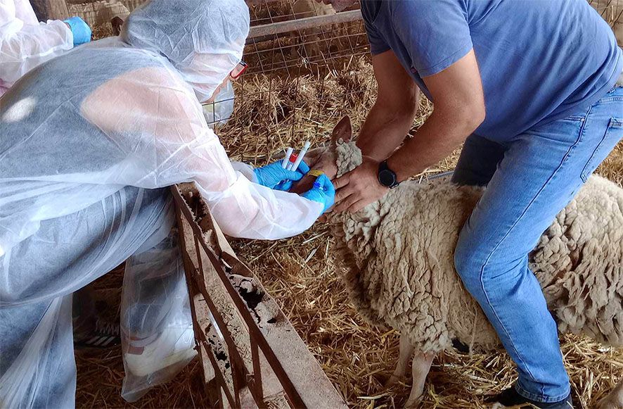 Χρήματα-στους-κτηνοτρόφους-της-Θεσσαλίας-για-την-ευλογιά-–-Θα-εισπράξουν-5,6-εκατ.-ευρώ