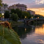 Τρίκαλα:-Στα-5-τα-κρούσματα-του-Δυτικού-Νείλου