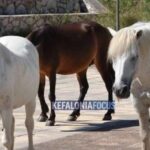 Κεφαλονιά:-Κραυγή-αγωνίας-για-τα-άλογα-του-Αίνου-–-Χωρίς-νερό,-τα-πυροβολούν-στους-δρόμους