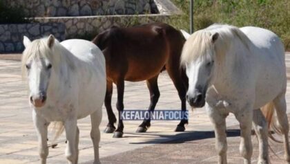 Κεφαλονιά:-Κραυγή-αγωνίας-για-τα-άλογα-του-Αίνου-–-Χωρίς-νερό,-τα-πυροβολούν-στους-δρόμους