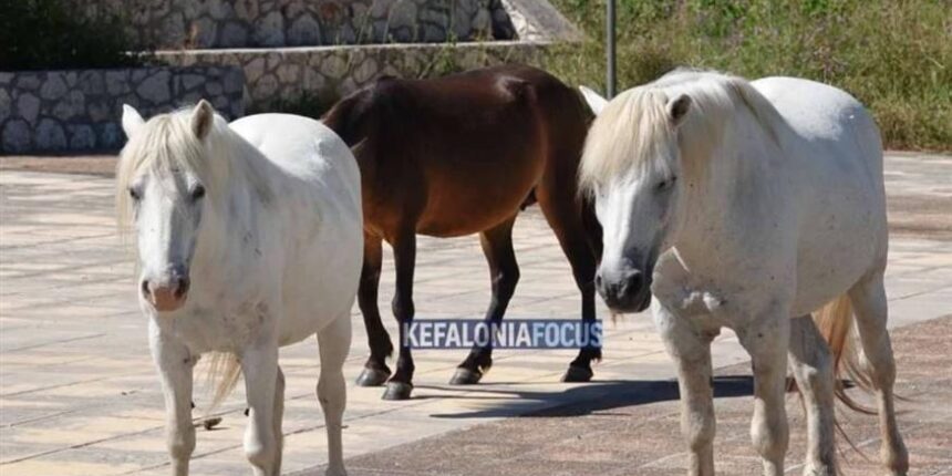 Κεφαλονιά:-Κραυγή-αγωνίας-για-τα-άλογα-του-Αίνου-–-Χωρίς-νερό,-τα-πυροβολούν-στους-δρόμους
