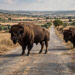 Προσοχή-οδηγοί-–-Βίσωνες-στον-δρόμο-Παναγίτσας-–-Γριζάνου,-διέφυγαν-από-εκτροφείο