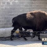 Συναγερμός-στην-Κρήνη-Τρικάλων:-Ο-βίσωνας-μπήκε-σε-αυλές-σπιτιών