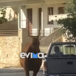 Φρίκη-στην-Εύβοια:-Έδεσαν-τραυματισμένο-άλογο-σε-όχημα-και-το-έσερναν-στον-δρόμο-(Βίντεο)