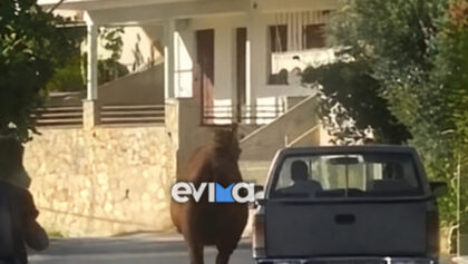 Φρίκη-στην-Εύβοια:-Έδεσαν-τραυματισμένο-άλογο-σε-όχημα-και-το-έσερναν-στον-δρόμο-(Βίντεο)