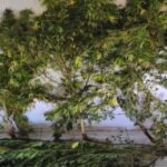 Συνελήφθη-70χρονος-στην-Καρδίτσα-για-καλλιέργεια-κάνναβης-στην-αυλή-του-σπιτιού-του