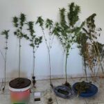Καρδίτσα:-Συνελήφθη-51χρονος-για-καλλιέργεια-κάνναβης