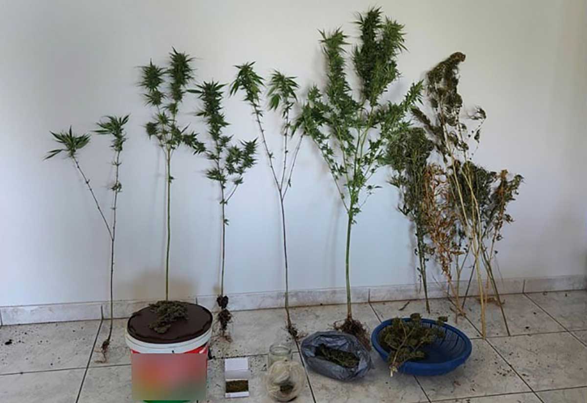 Καρδίτσα:-Συνελήφθη-51χρονος-για-καλλιέργεια-κάνναβης