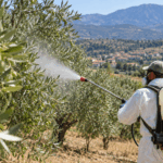 Λάρισα-–-5ος-ψεκασμός-για-τον-δάκο-από-30-Σεπτεμβρίου