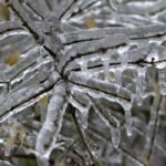 Κρατική-στήριξη-50-εκατ.-ευρώ-σε-πληγέντες-αγρότες-από-τον-παγετό-–-Ποιες-καλλιέργειες-εντάσσονται-στα-Τρίκαλα