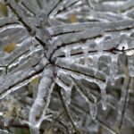 Στήριξη-50-εκατ.-ευρώ-σε-πληγέντες-αγρότες-από-τον-παγετό