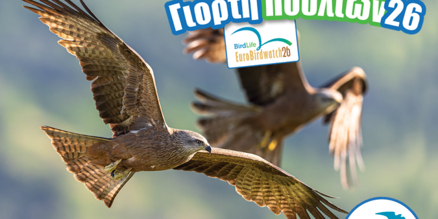 Ευρωπαϊκή-Γιορτή-των-Πουλιών-2026-Μια-γιορτή-για φτερωτά-ταξίδια-χωρίς-σύνορα! 