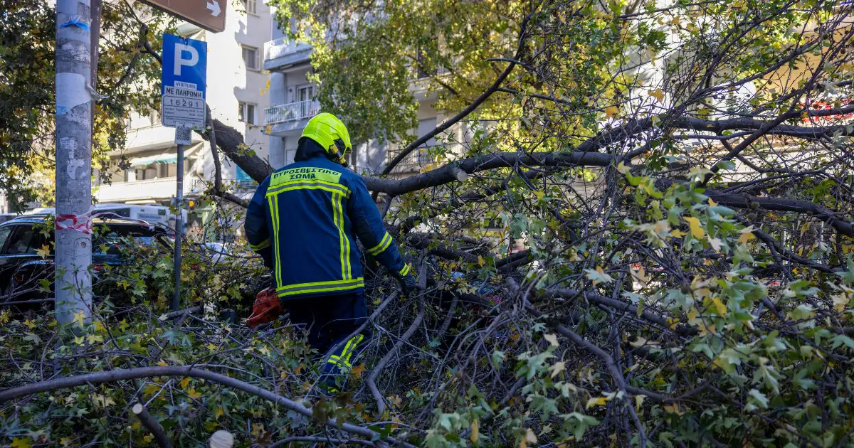 Τραγωδία-στην-Χαλκιδική:-Δέντρο-καταπλάκωσε-και-σκότωσε-65χρονο